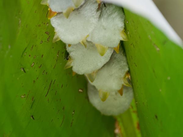 <h3><a href="/trips/costa-rica/biota/animalia/chordata/mammalia/chiroptera/phyllostomidae/ectophylla alba/ectophylla alba-nl.html">Ectophylla&nbsp;alba</a> / Honduran&nbsp;white&nbsp;bat / </h3>OM-1 Mark II met OLYMPUS M.150-400mm F4.5, 1/800 sec  bij F4.5, ISO 10000, afstand 3.02&nbsp;m